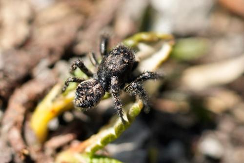 Pellenes lapponicus